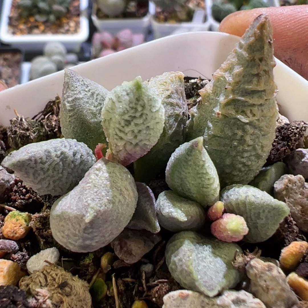 融化纹冰淇淋多肉植物水泡