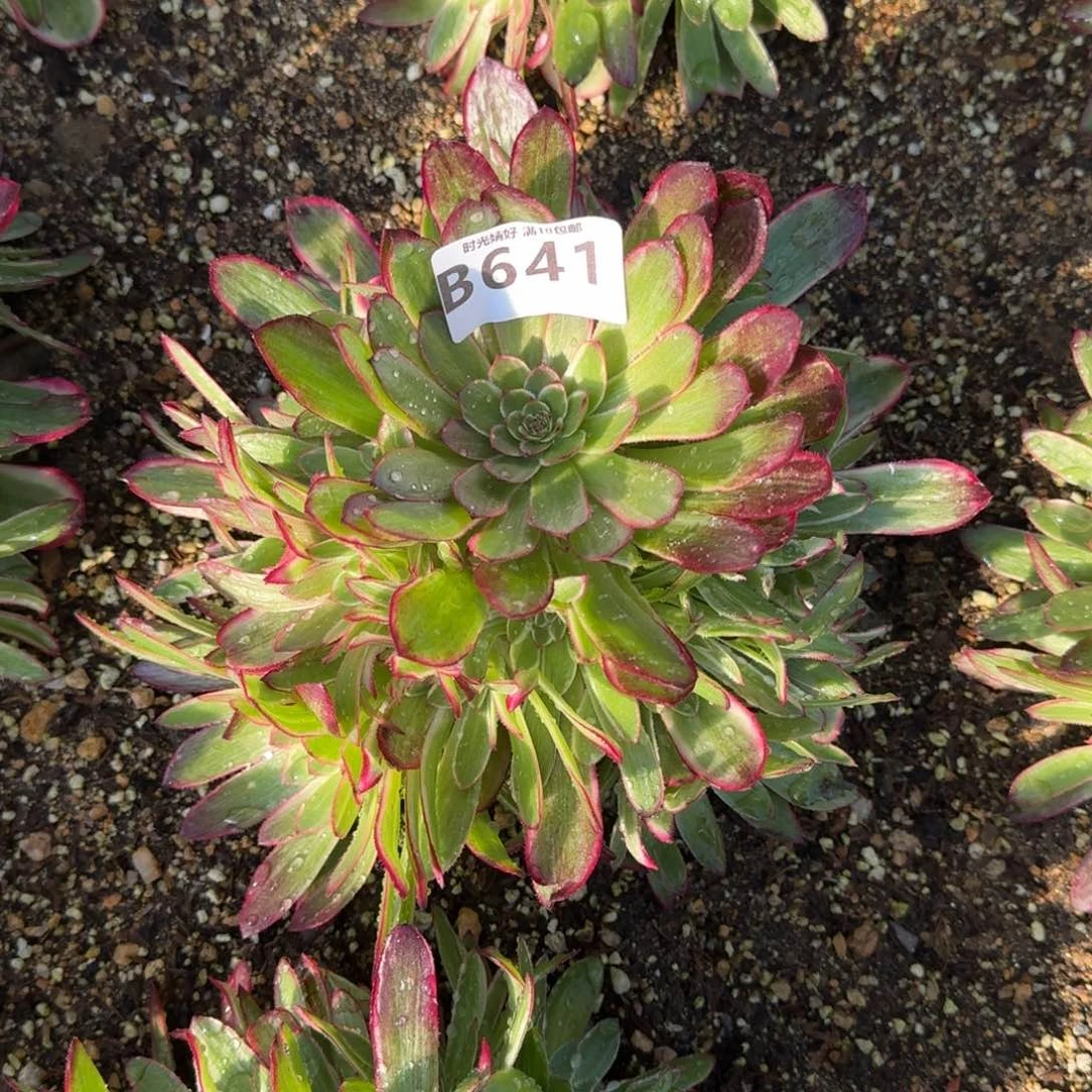 641瑶光多肉植物