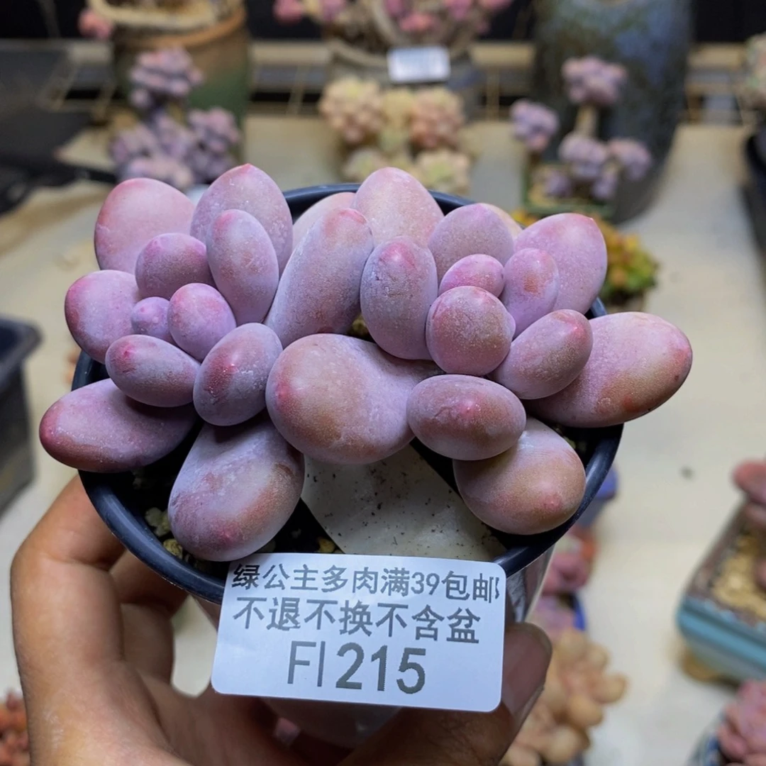 215蛋黄奶多肉7cm