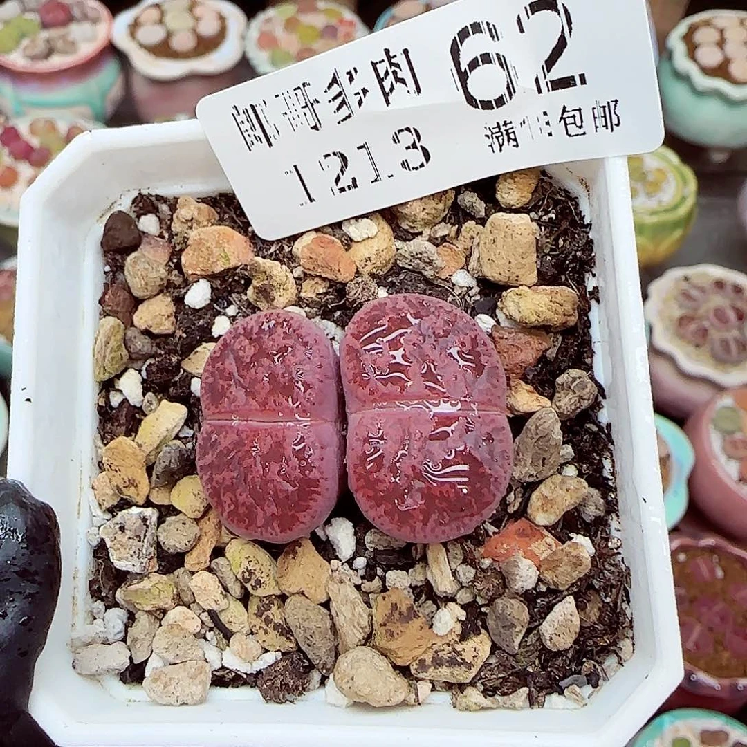 生石花满18包邮1213-62