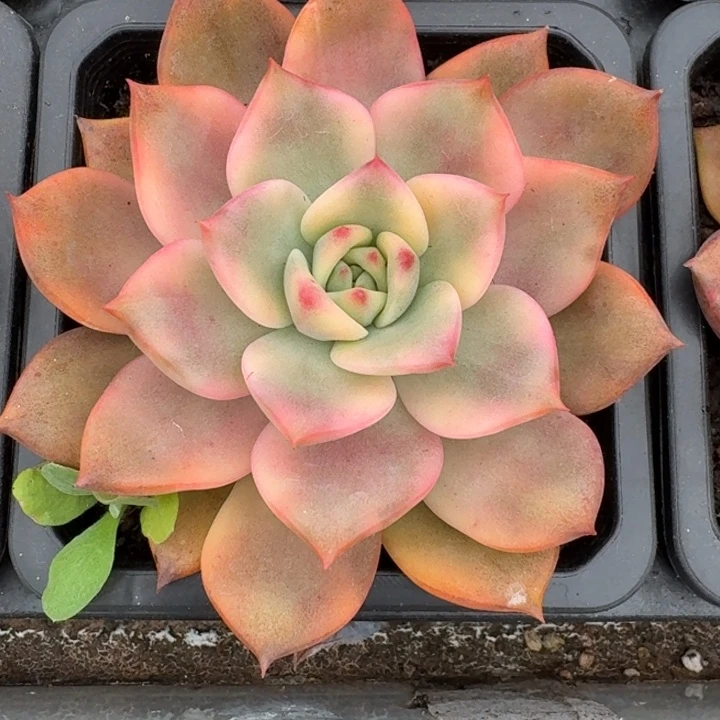 卡梅拉锦一物一拍