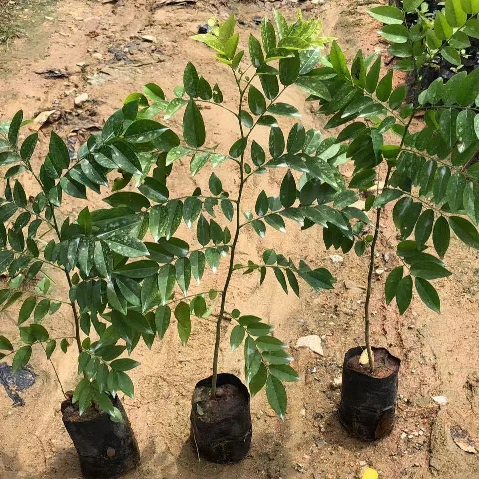 海南黄花梨树苗正宗珍贵苗木黄花梨苗降香黄檀红木常绿庭院绿化树