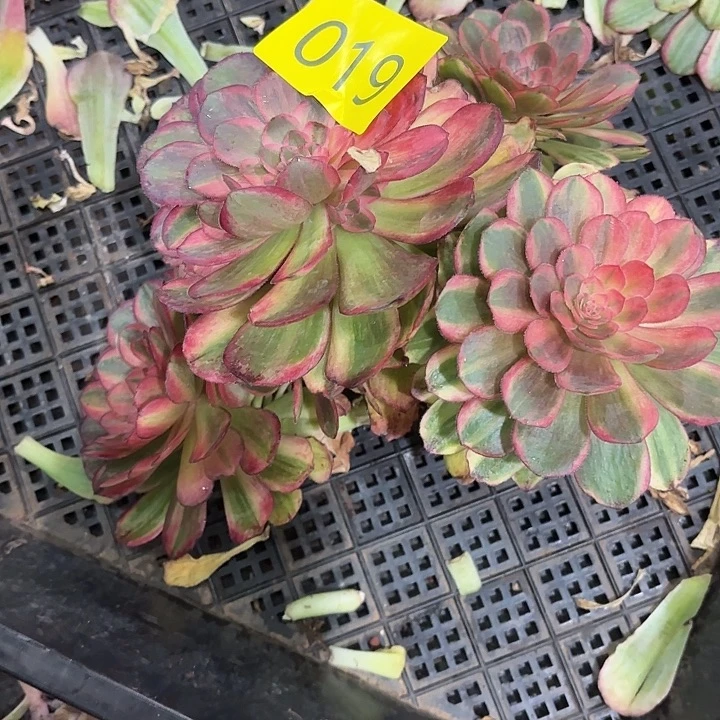 芒*喂多肉植物福利019