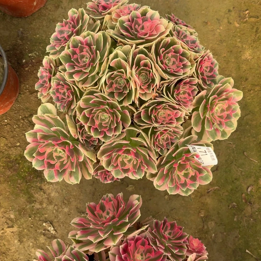 171粉女郎丛林多肉植物法师