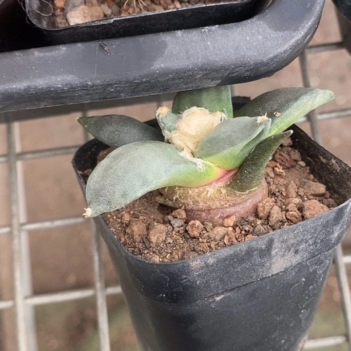 伯克利和他女朋友的朋友们