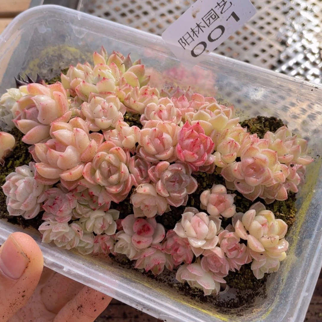 多肉植物多肉植物1