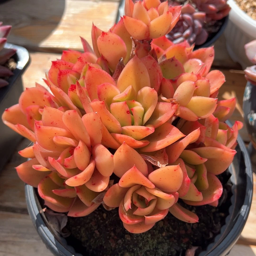 贝吉塔老桩多肉植物