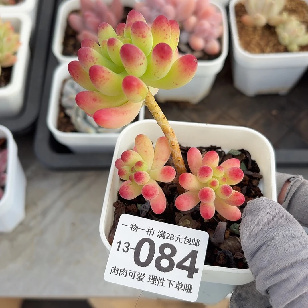 果冻乙女心无盆土发货无盆