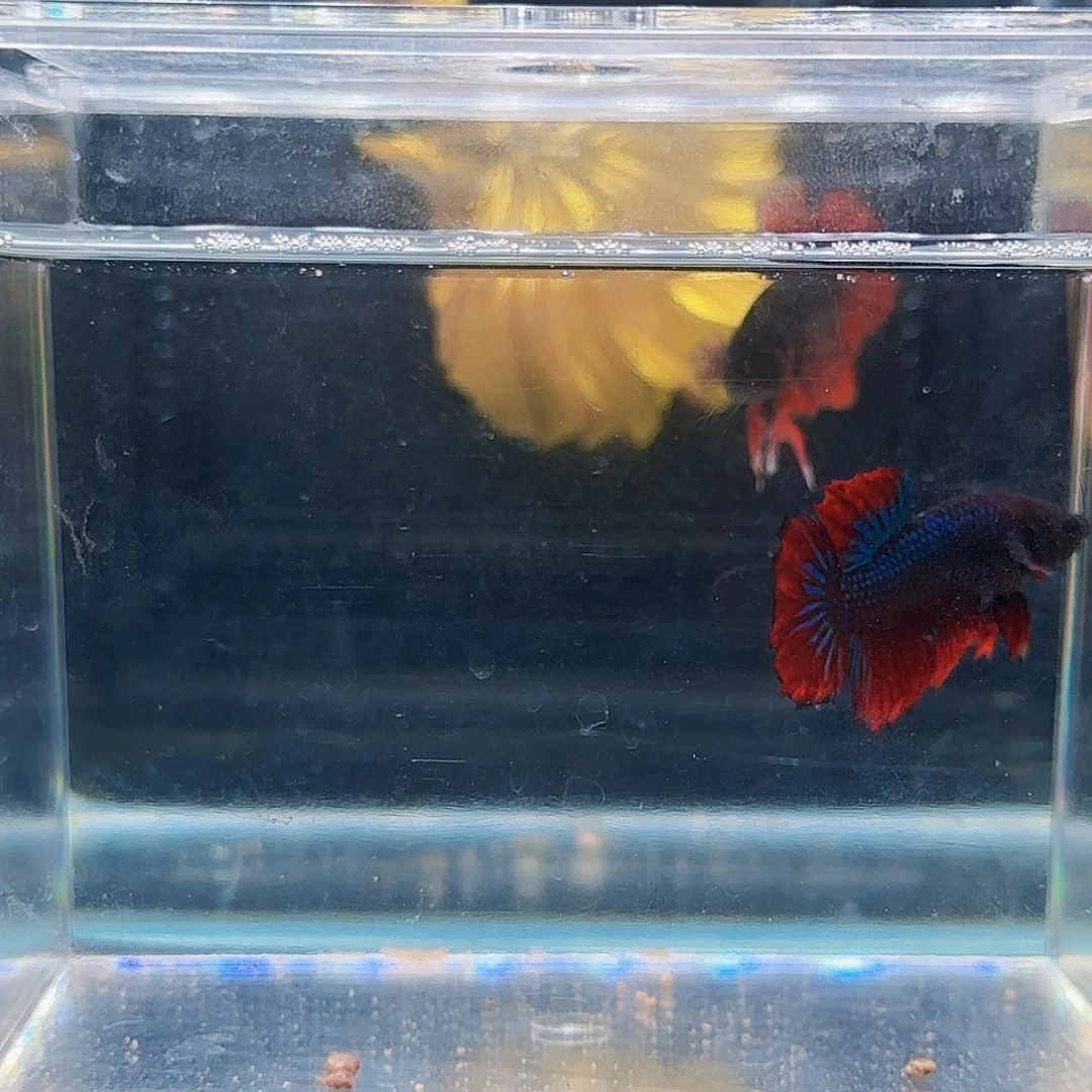 斗鱼活体观赏鱼好养耐活