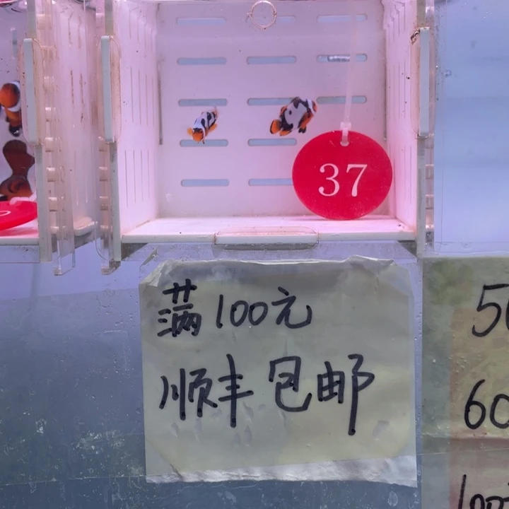 海水鱼精品毕加索2条2-3