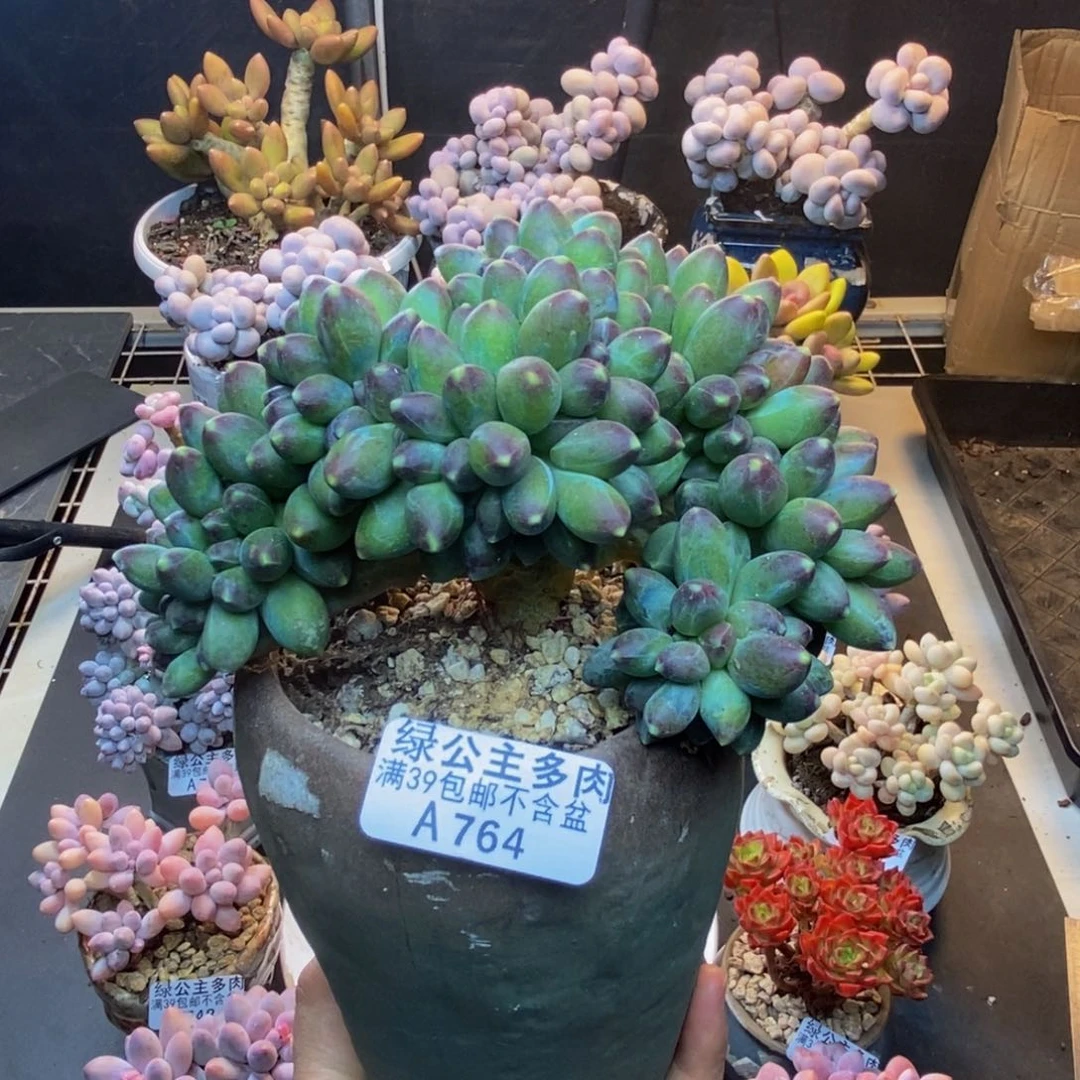 764香蕉树缀多肉10c m