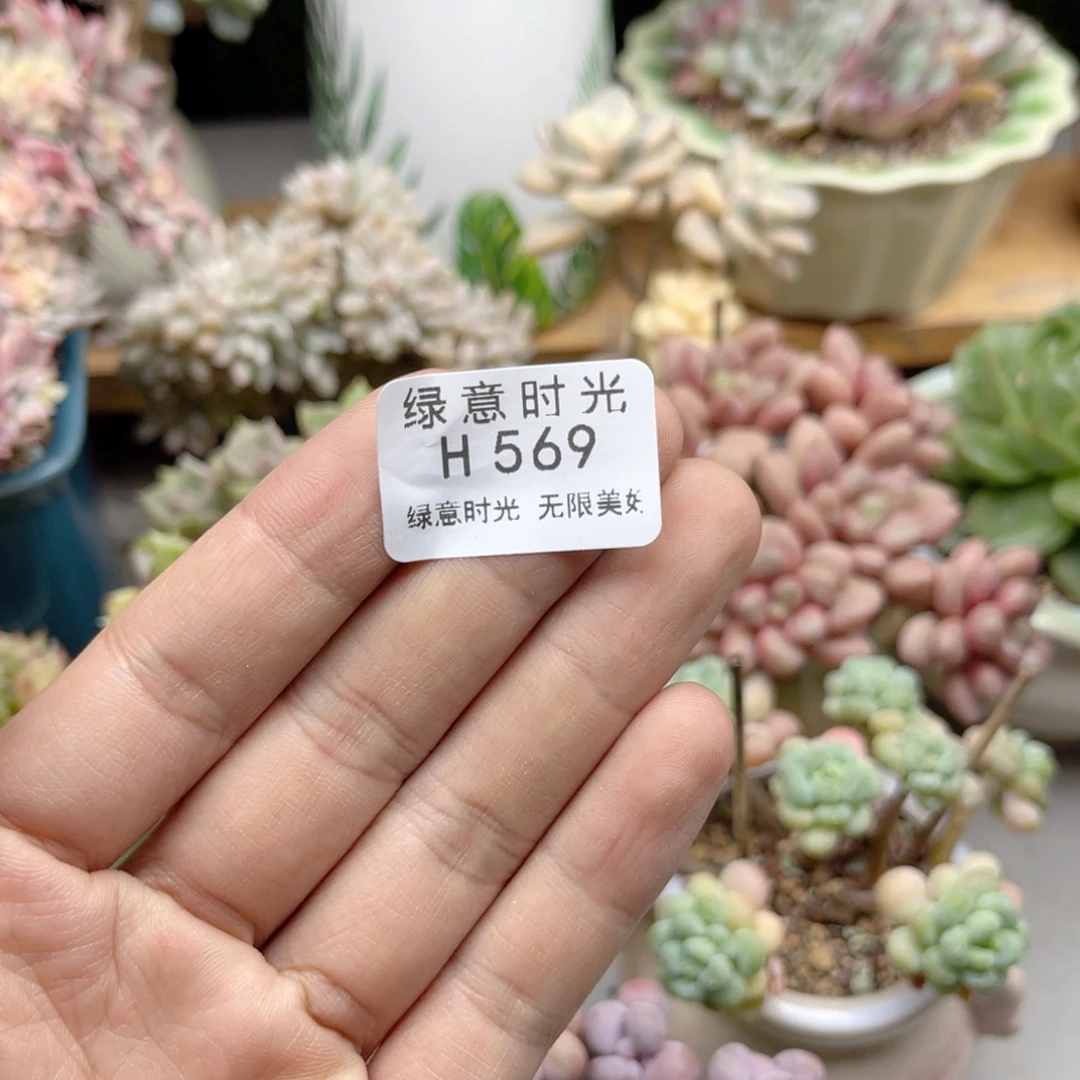 ****W569 寄养发货。