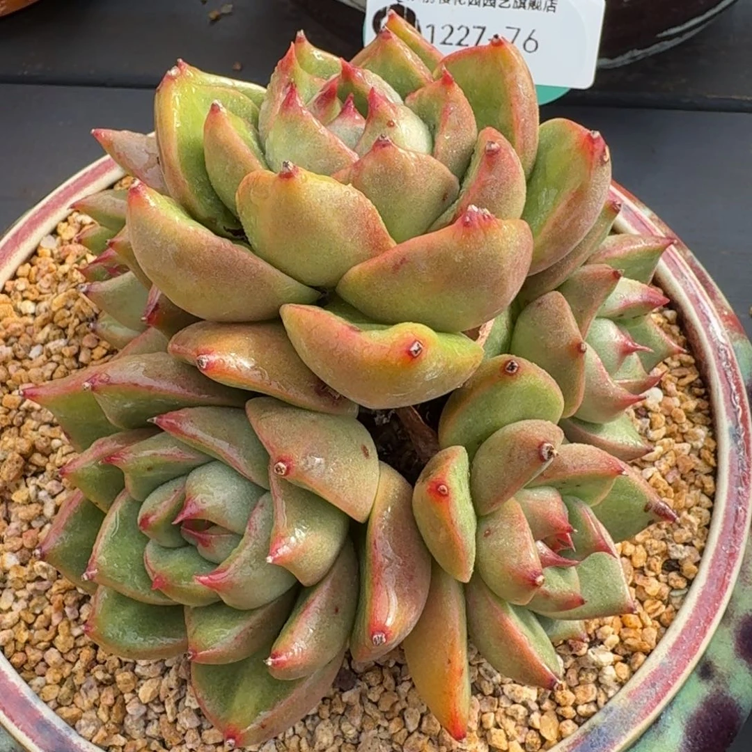 从前慢多肉精选编号1227.76