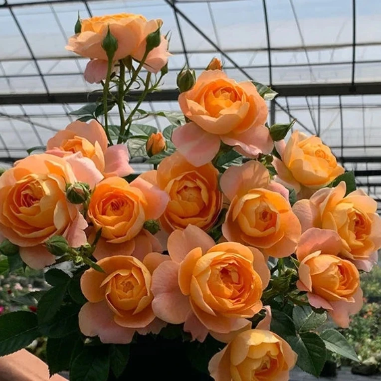 【果汁阳台】1加仑盆室内外阳台月季花多季节重复性开花新手好养