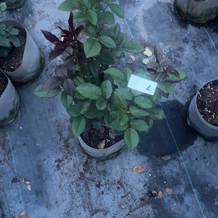 无花朵摩卡7号月季