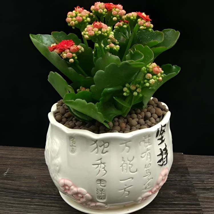 【带花苞发货】重瓣长寿花盆栽室内阳台净化空气植物四季开花好养活