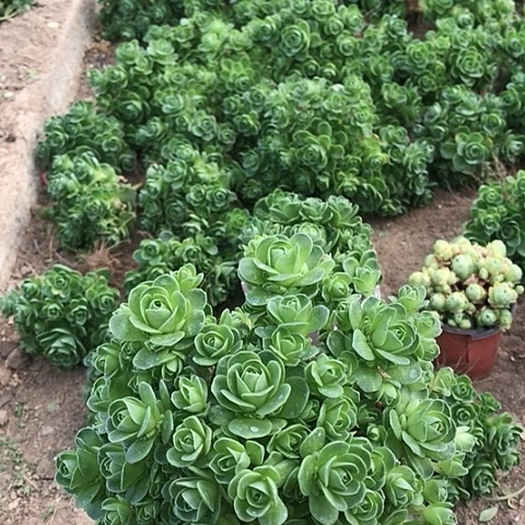 山地玫瑰一棵多肉16