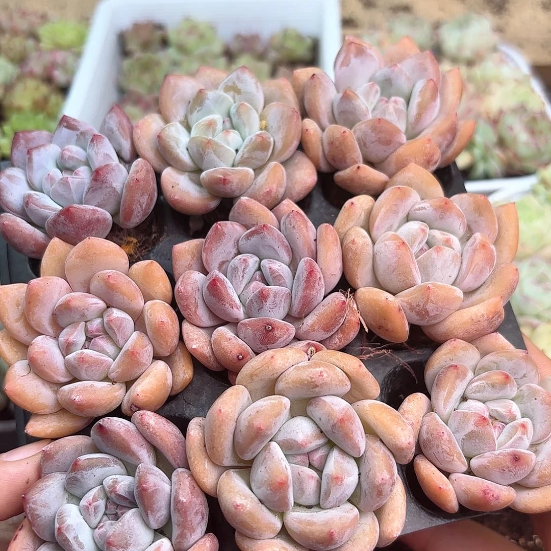 如图品质香橙9颗 新疆西藏内蒙不发货