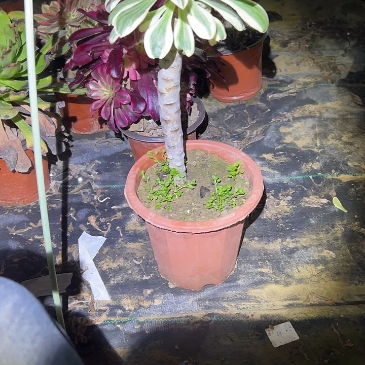 多肉法师植物链接19