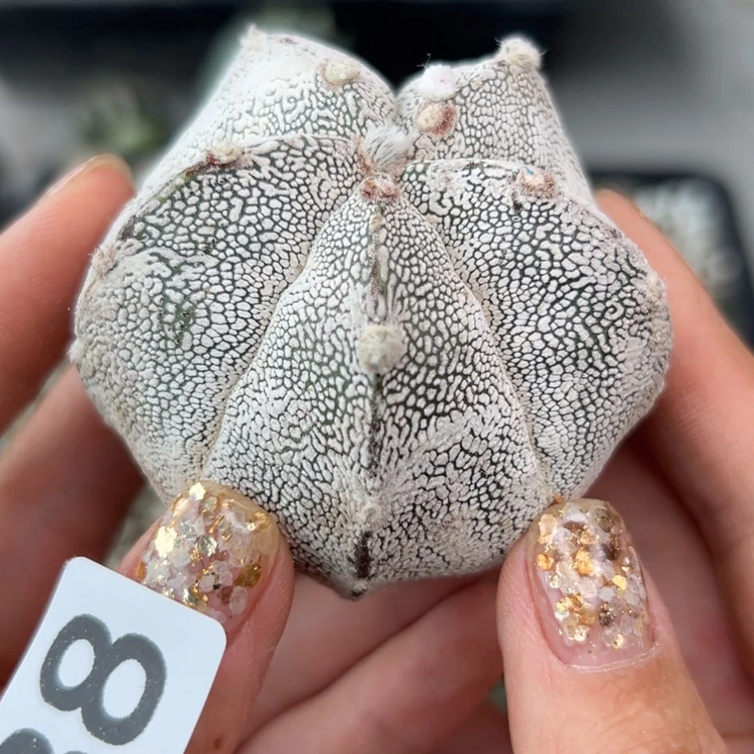 388 苗接落地 无根 仙人球