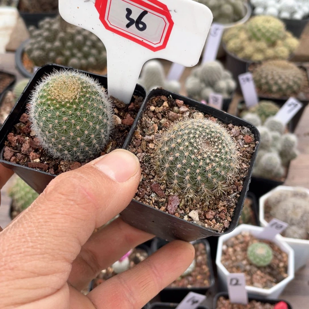 张*宝36往事随归我所有人的