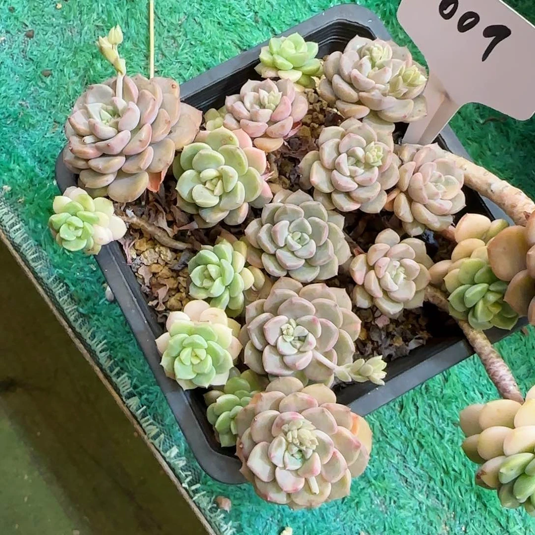 一物一拍探戈锦009