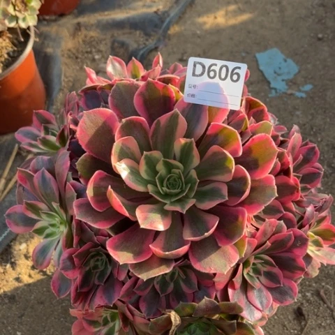 多肉植物粉女妖捧花