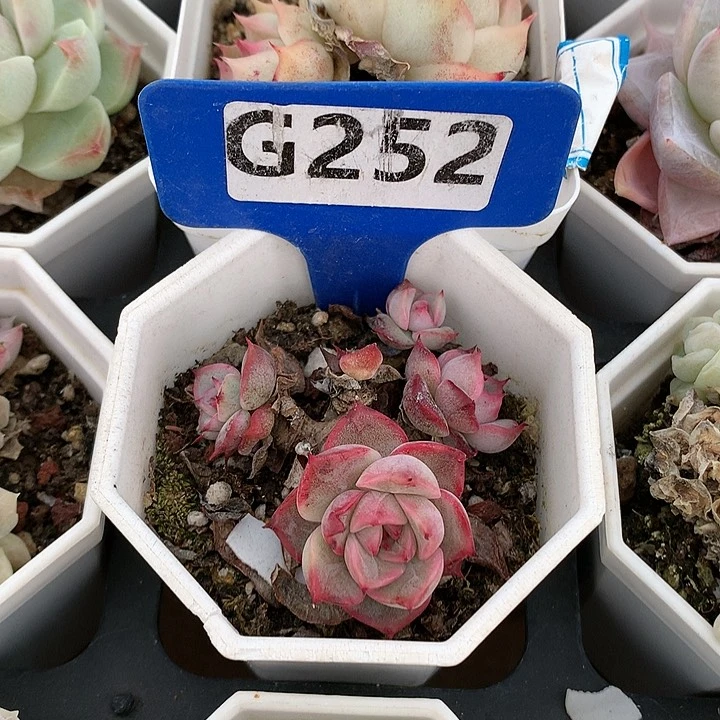 福利款6cm不包整群