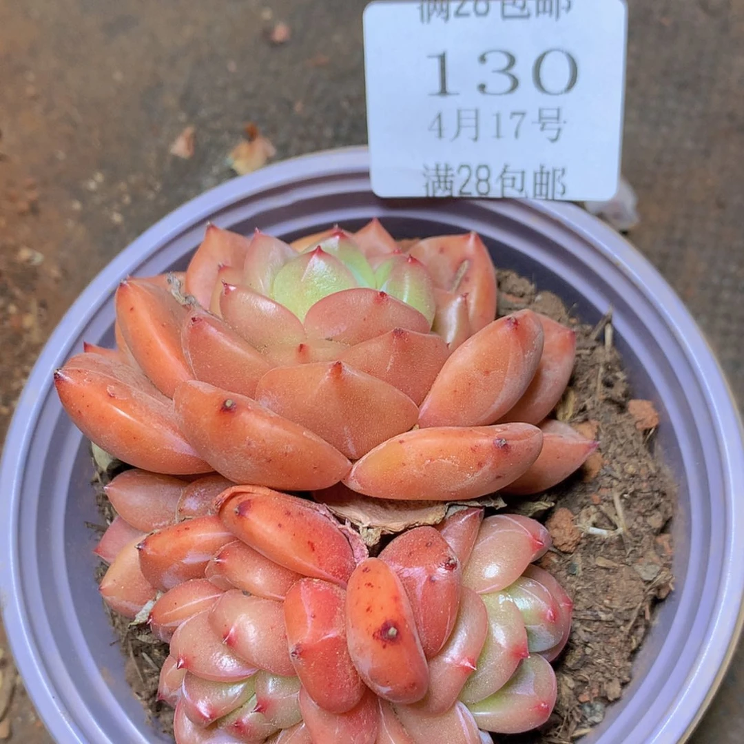 【闪购商品】云130号
