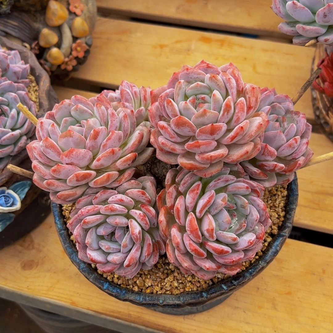 离***离遇见多肉园艺离离星影寄养出