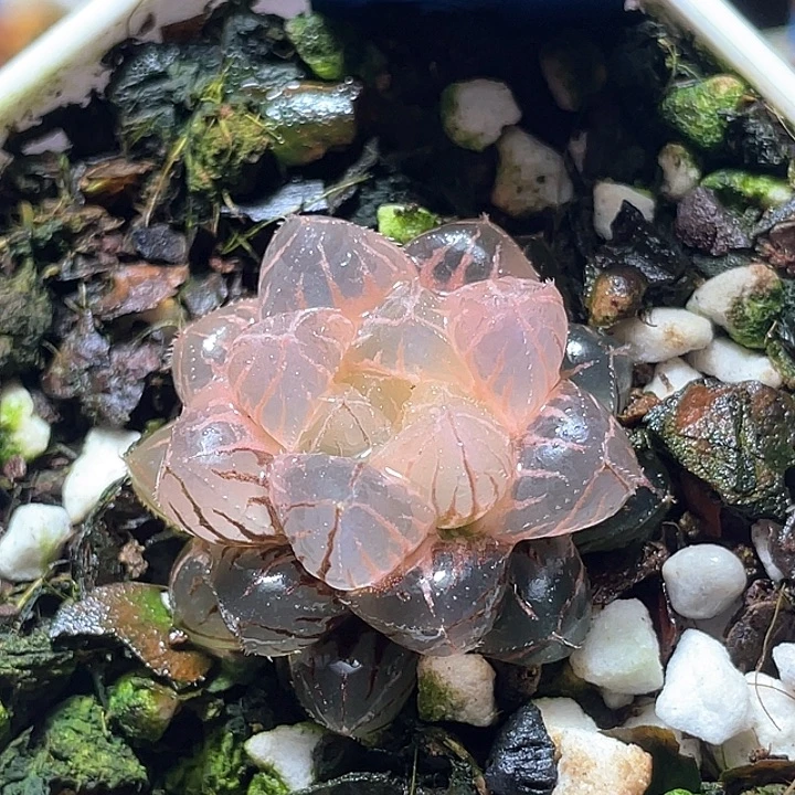 658糊斑绯桃锦特选福利