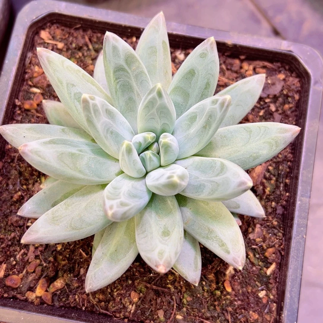 单头暗纹哦哦哦哦哦哦哦