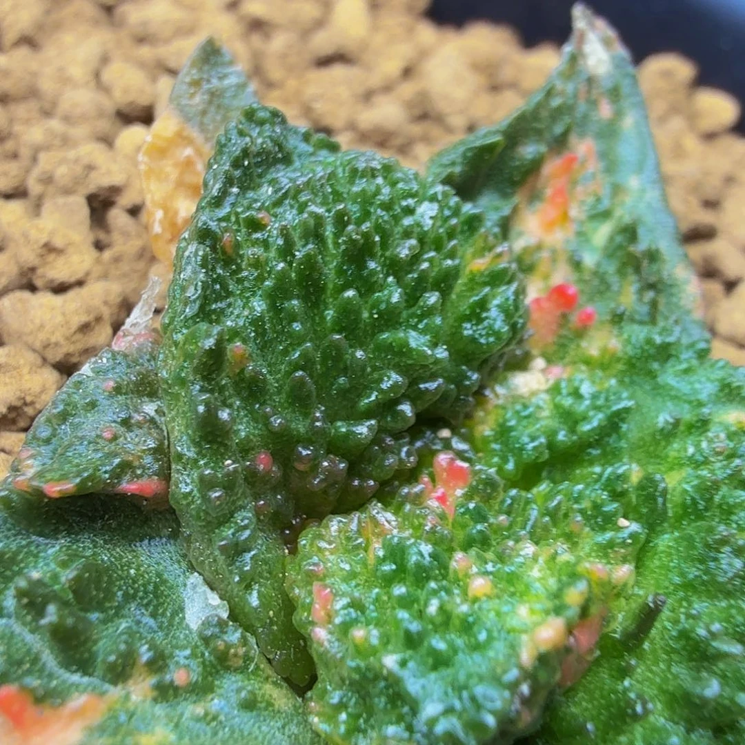 爆粒七彩超级哥斯拉锦