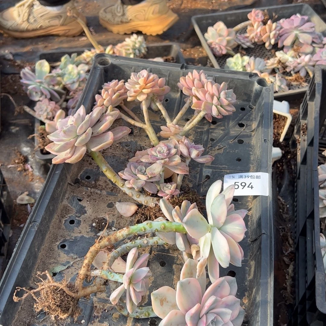 594紫乐锦老桩多肉植物