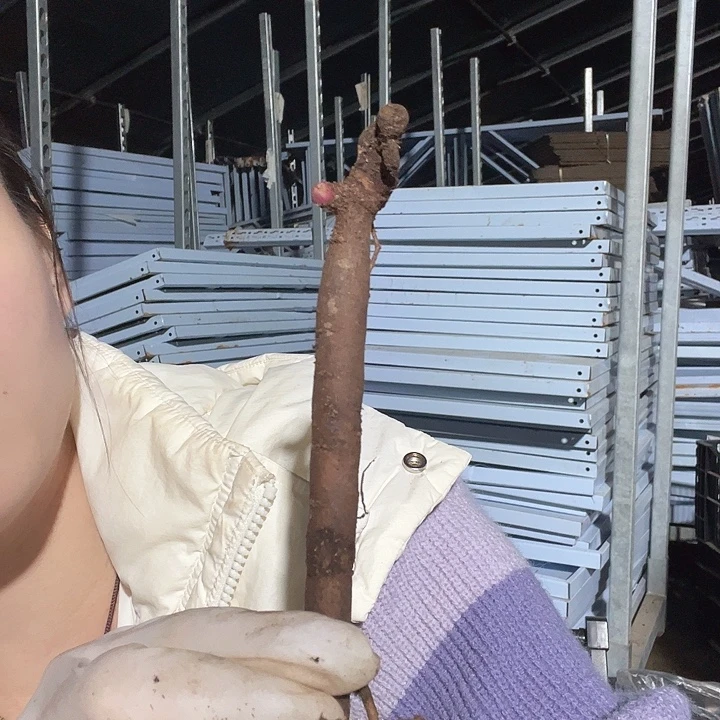 当前无花栽培后可以开花桃子1芽