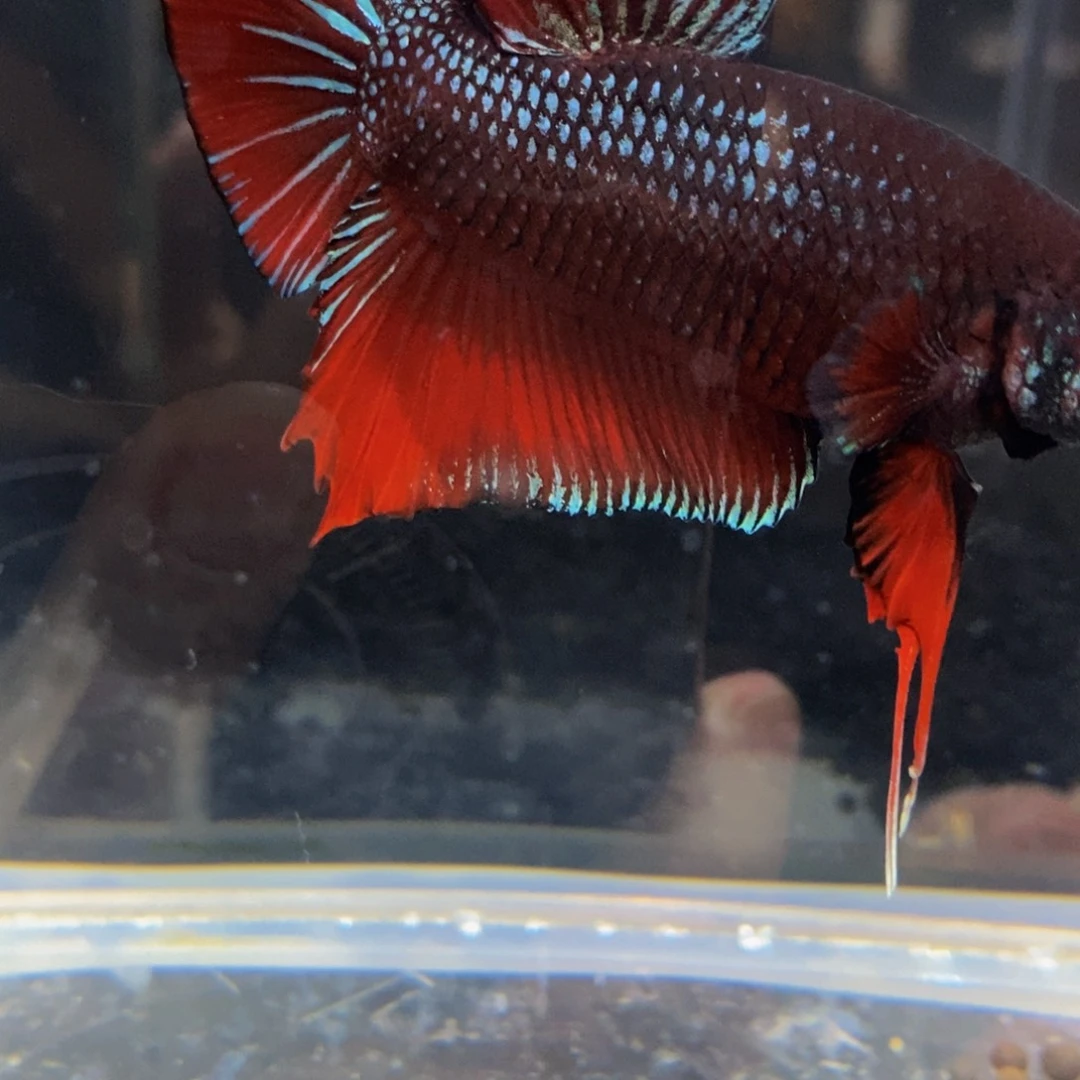 热带鱼公355巨斗