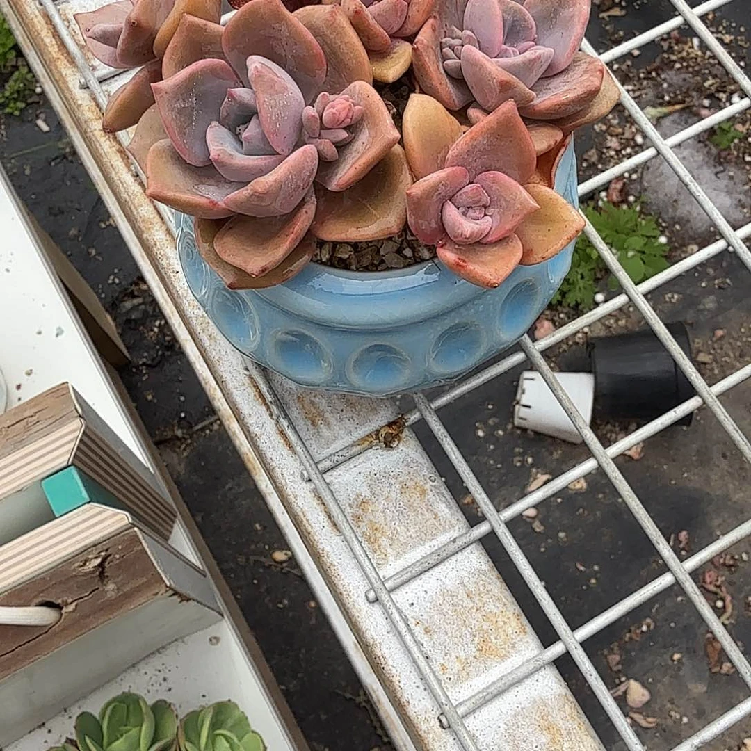 彩虹糖带盆多肉植物