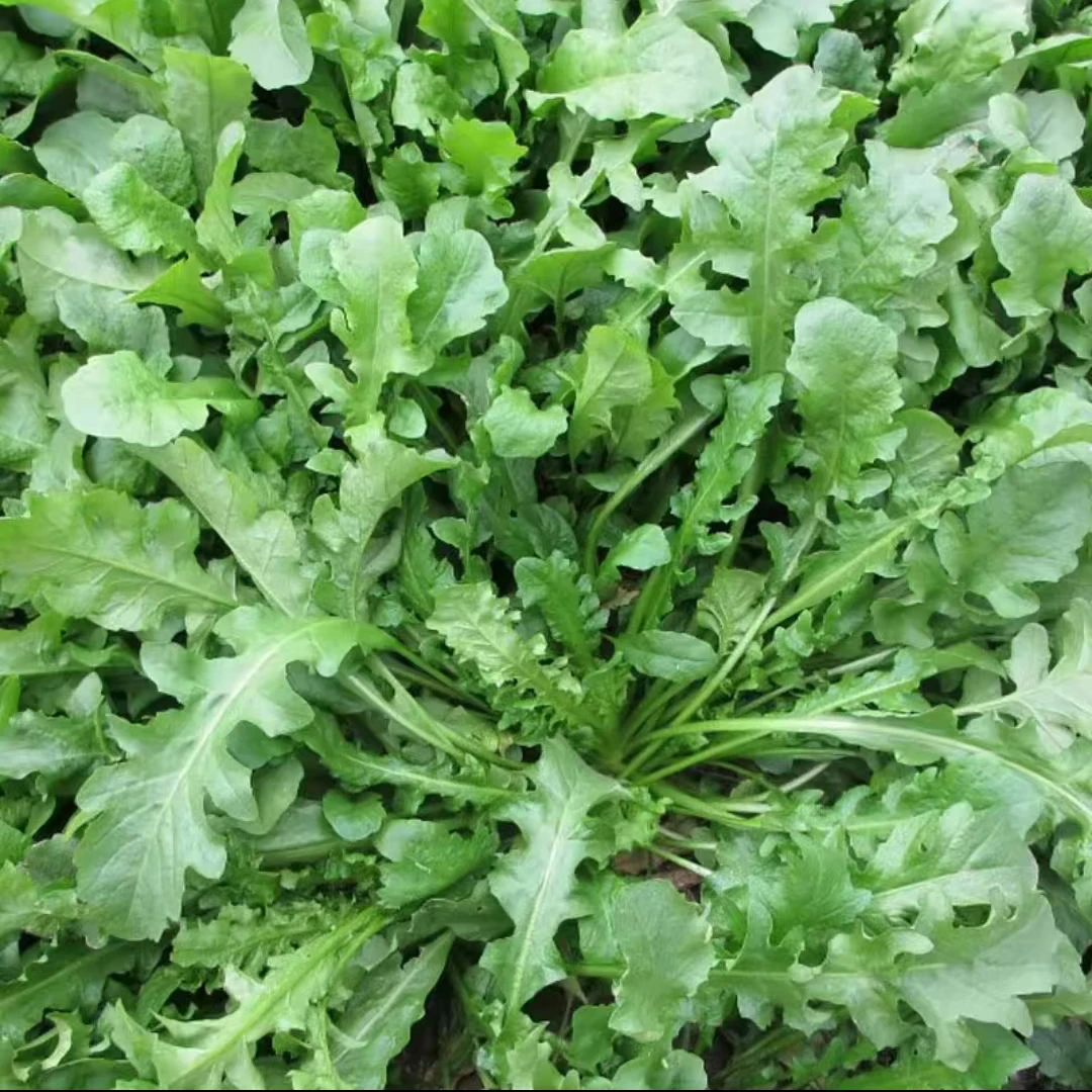 【大叶荠菜种子】早熟耐热耐寒荠菜种子荠荠菜季莱阳台盆栽蔬菜种lz