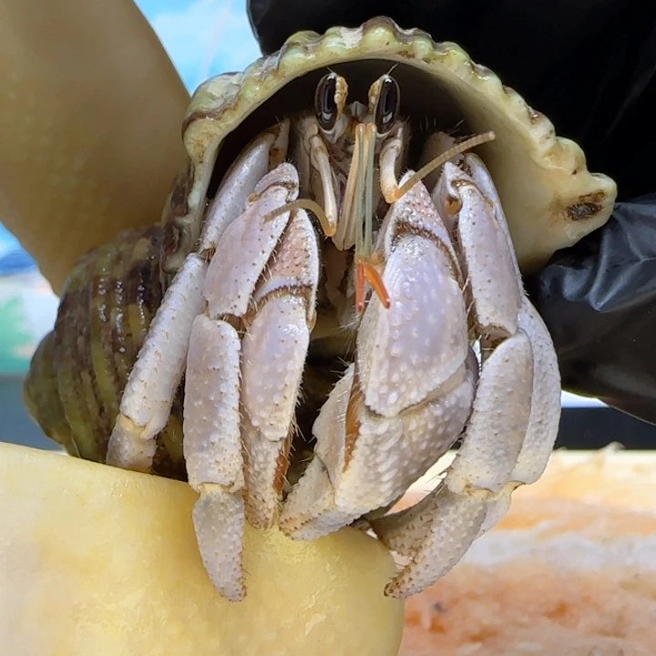 A68淡紫 通体灰白2.1cm口径