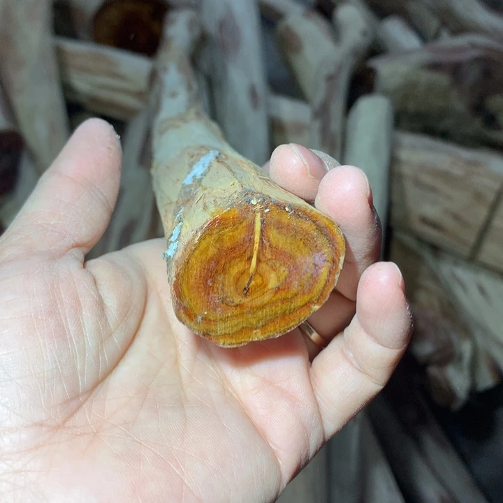 黄花梨/降香黄檀海南黄花梨