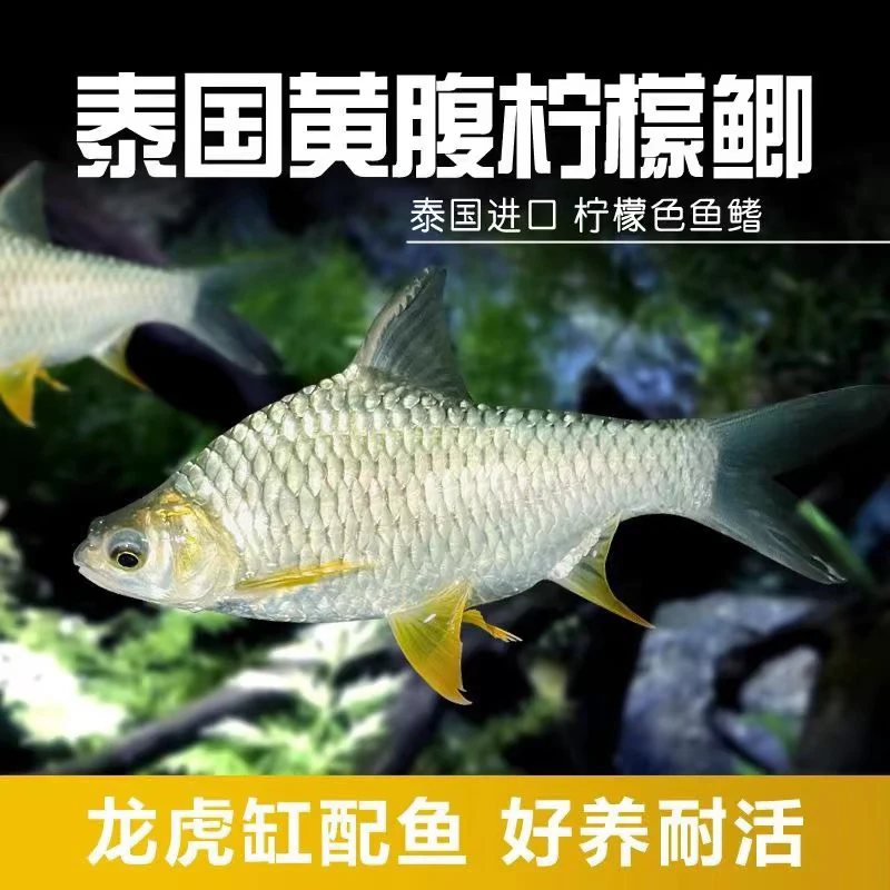 原生态柠檬鲫鱼黄金鲫鱼