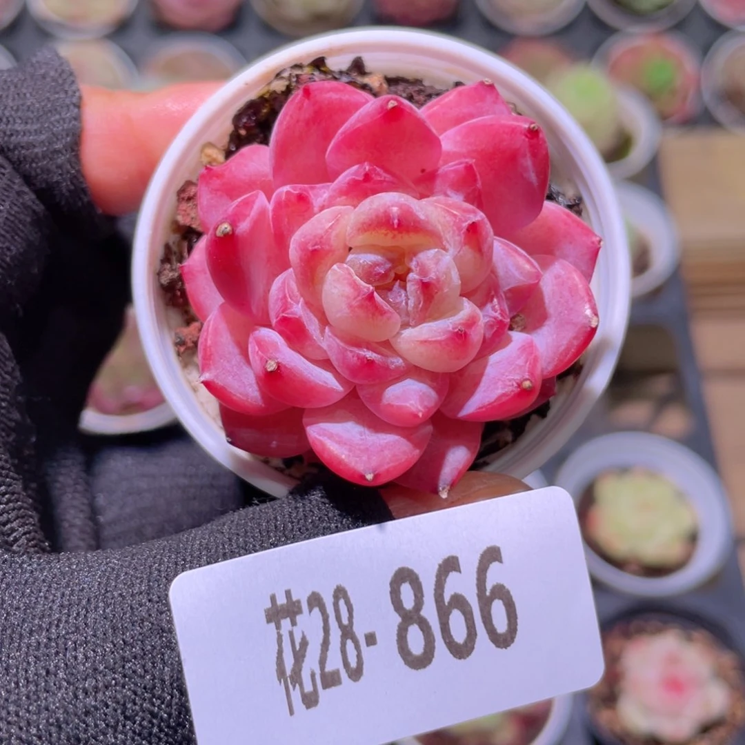 花利美28-866果汁