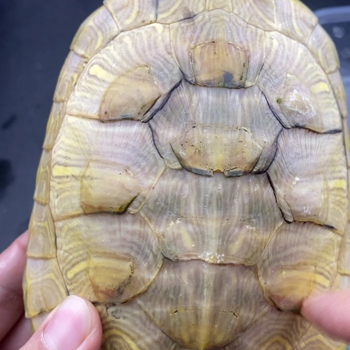 巴西彩龟母66666666