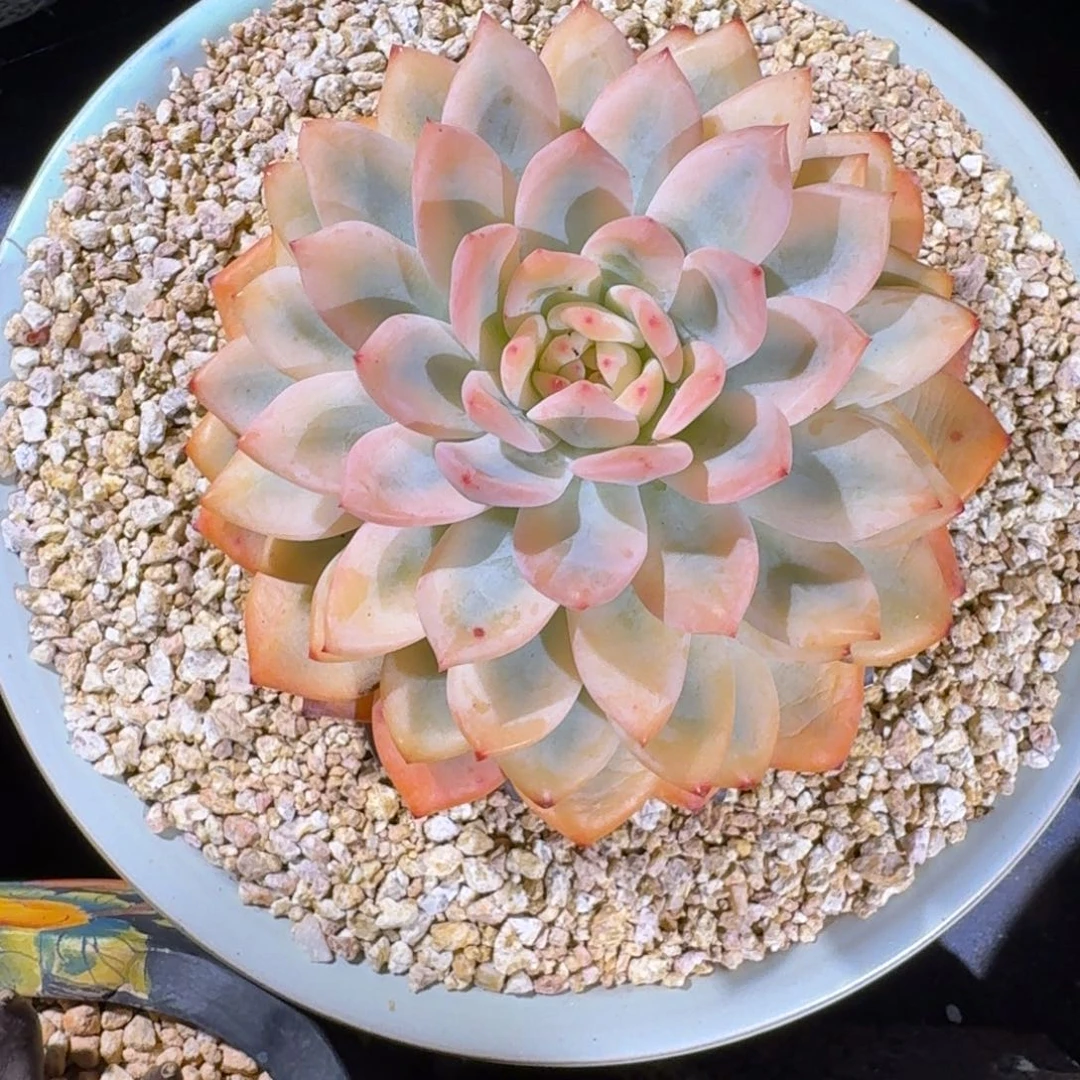 橙梦露 宽锦 一物一拍