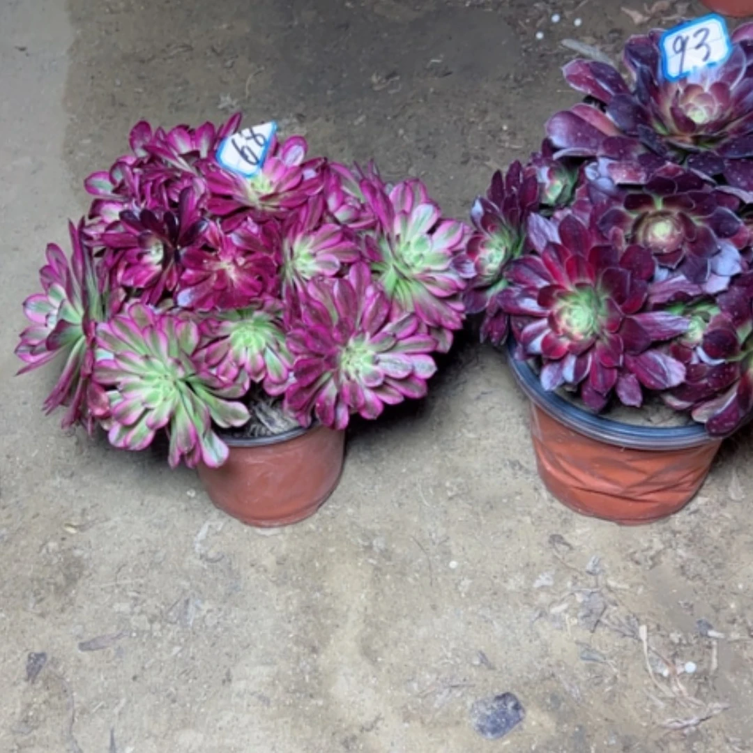 【闪购商品】蓉*多肉植物两个93