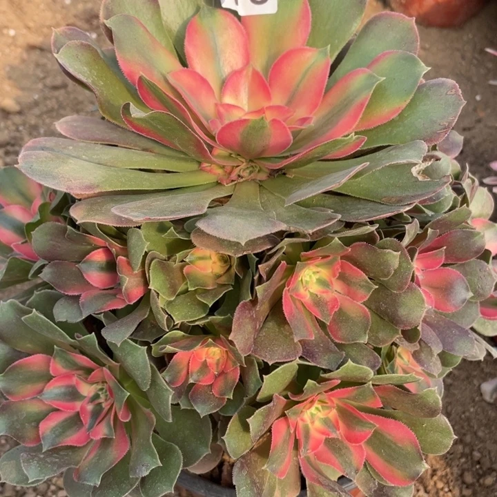 无花朵313多肉植物香妃