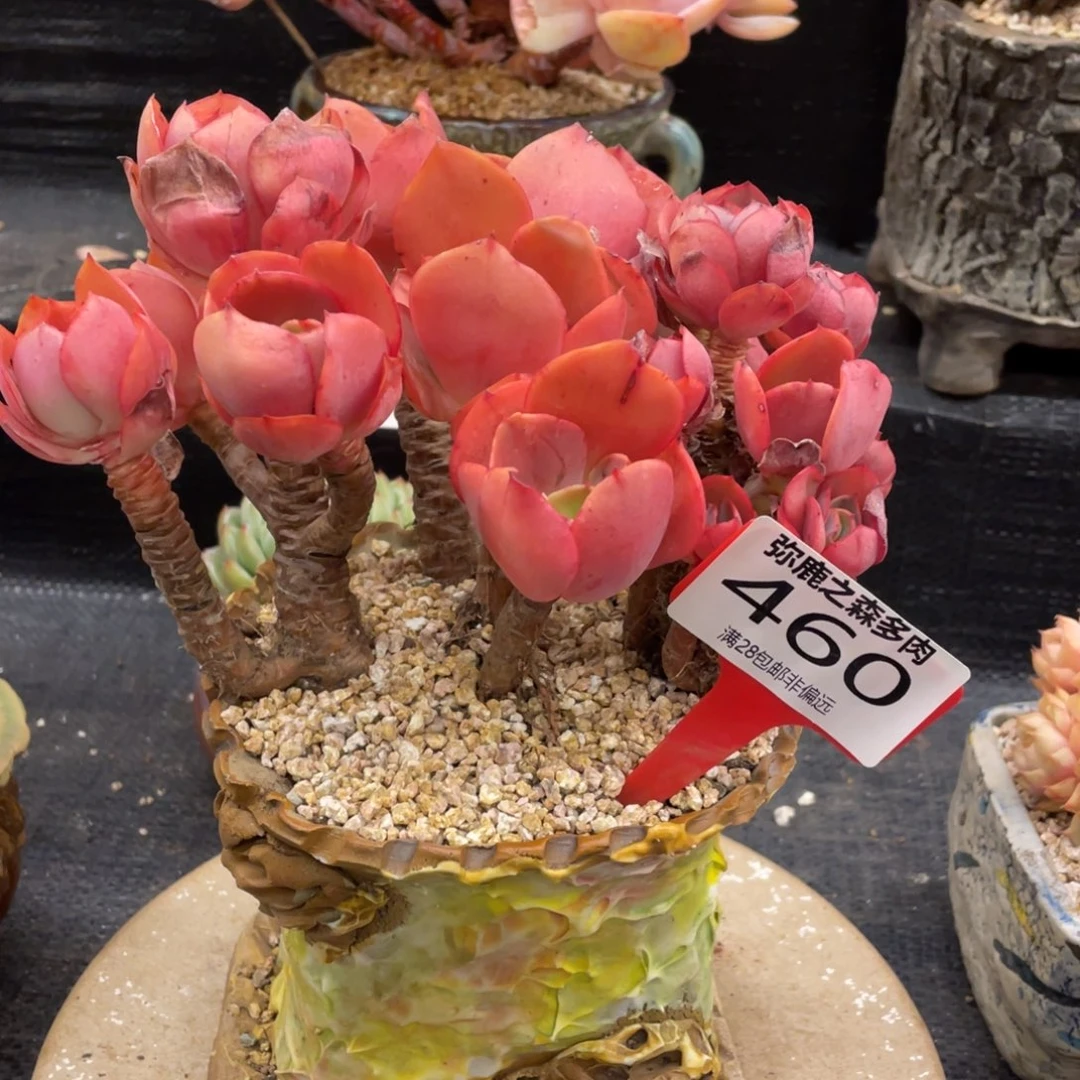 小***颖弥鹿之森一物一拍