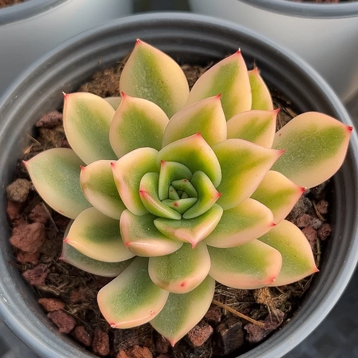 黄金朱笔利锦东云