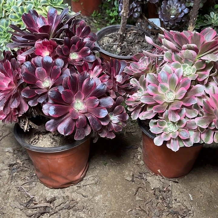 多肉植物法师2颗22