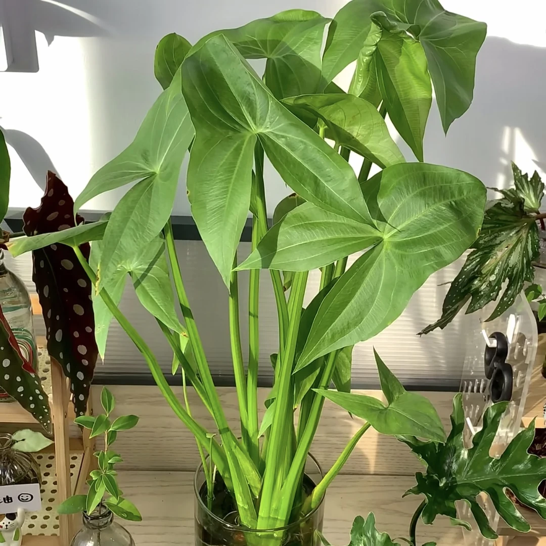 【水培慈菇】水培慈菇种球水生小绿植遇水生根好养易活（只发新疆）